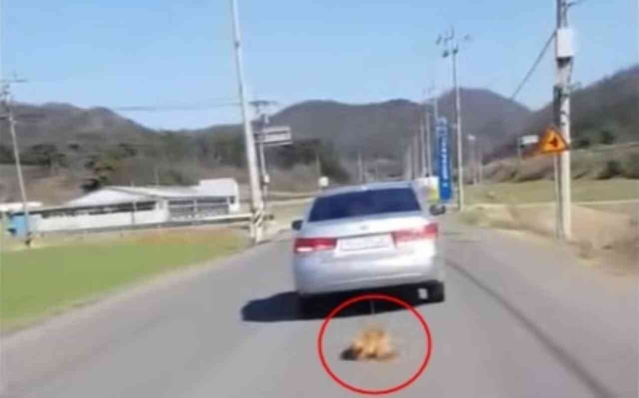 차에 매달려 끌려가는 강아지…견주의 황당 변명 게시글 썸네일