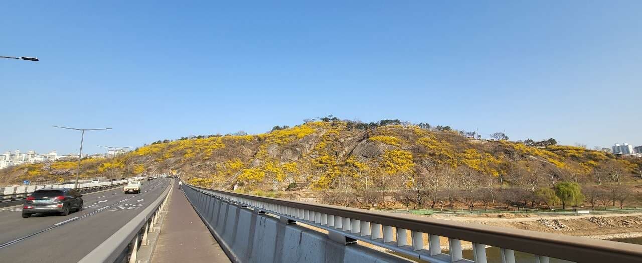 개나리 명소 게시글 썸네일