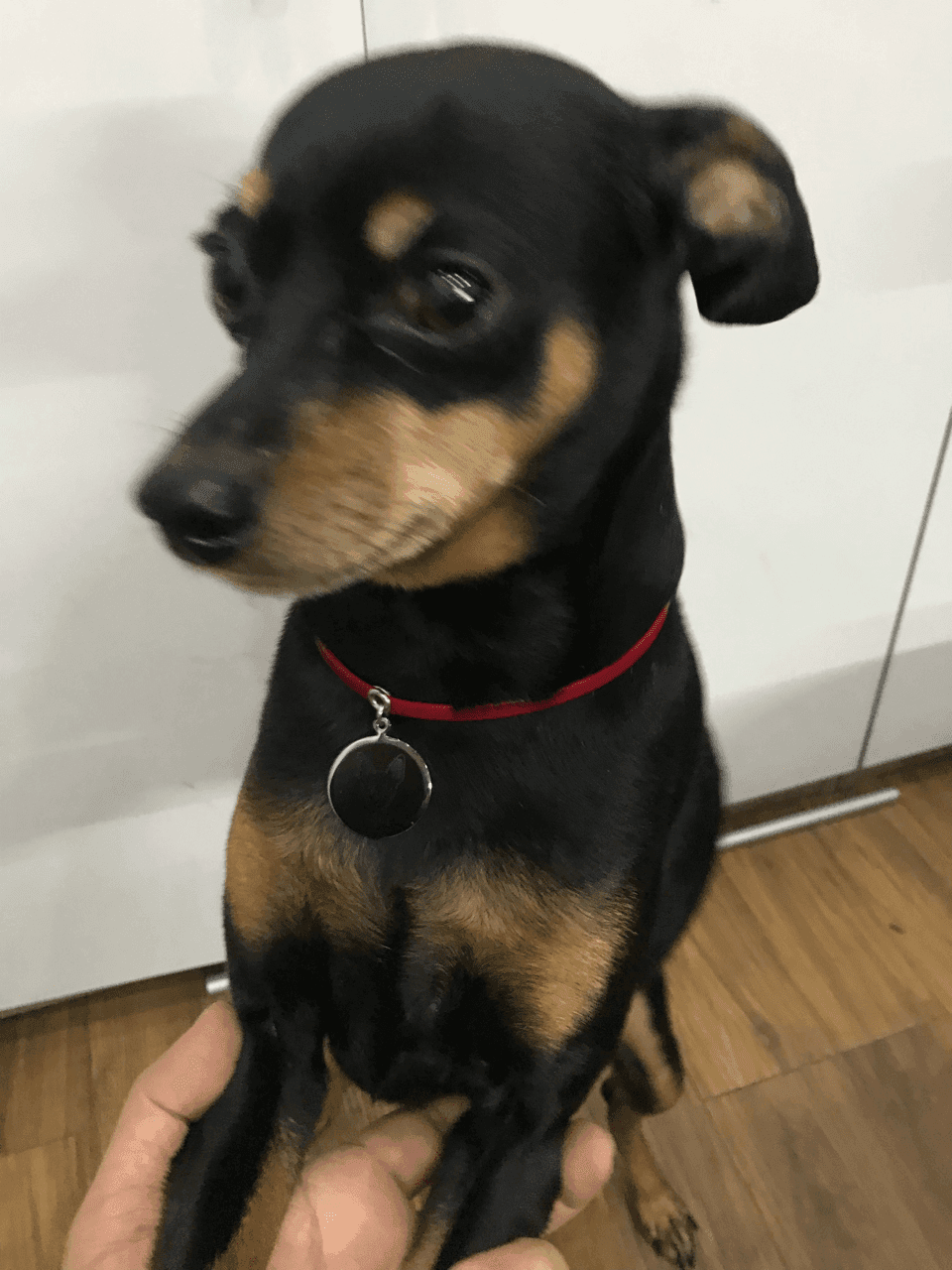 k9 옆에서 잔뜩 쫄은 벤츠 게시글 썸네일