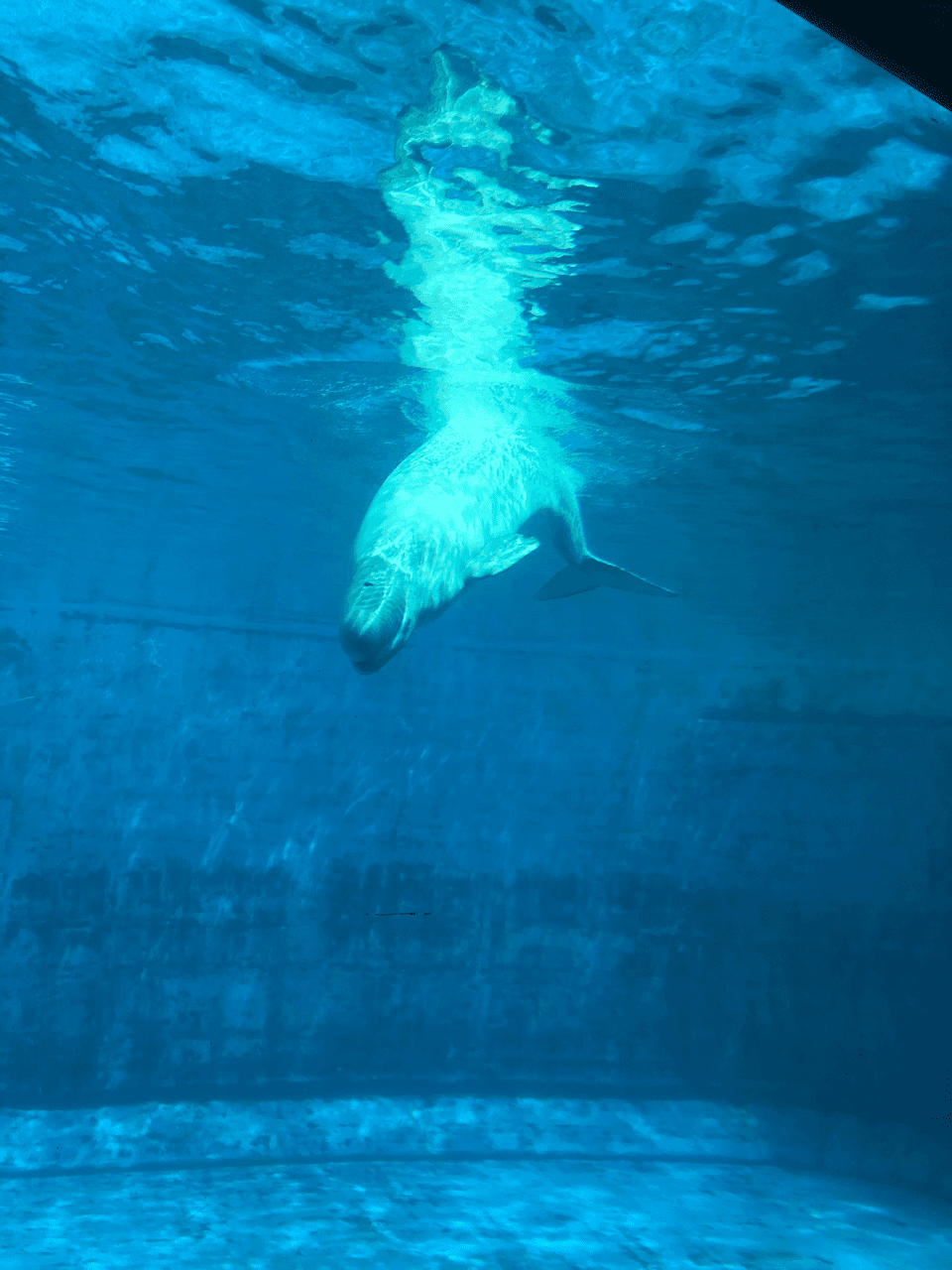 돌고래 게시글 썸네일