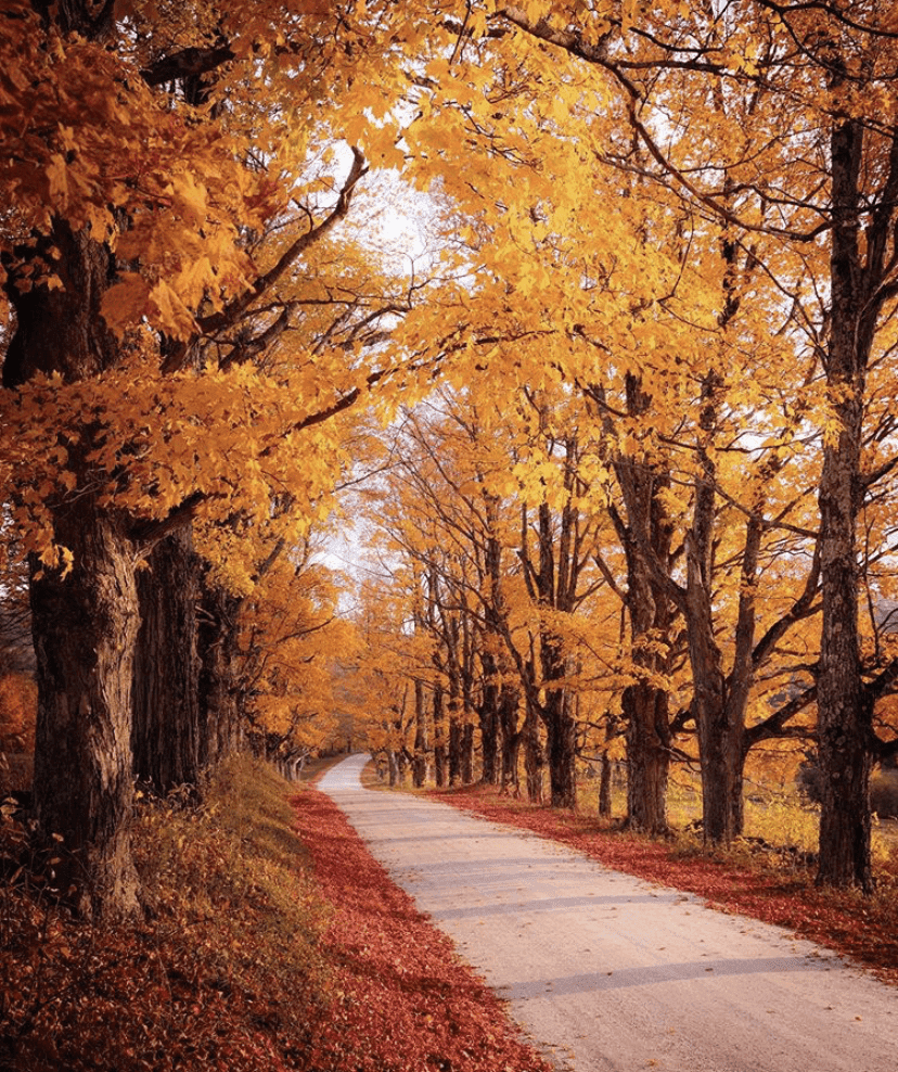 (비차량) 가을 한 복판에서... 게시글 썸네일