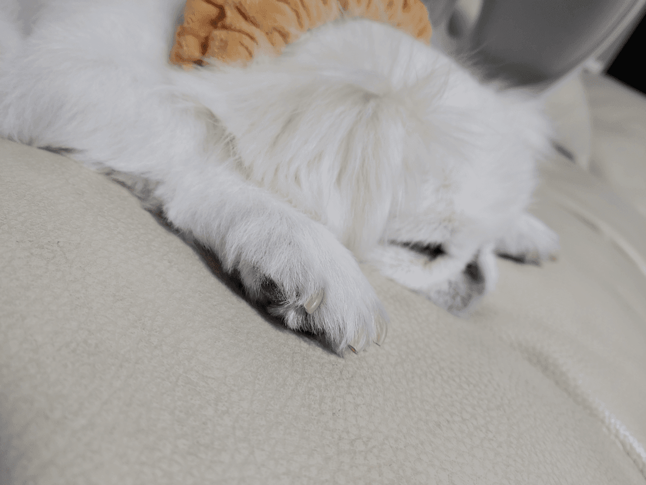 일요일 할일없어저도 뜬금없이 강쥐나 ㅋㅋ 게시글 썸네일