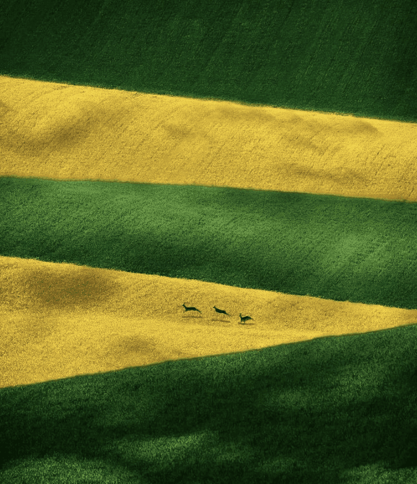 (안구정화) 곧 봄이 옵니다??? 게시글 썸네일