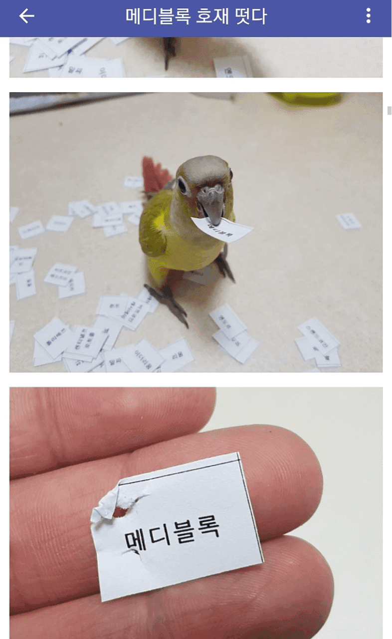 비트코인갤러리 앵무새 매매법 jpg 게시글 썸네일