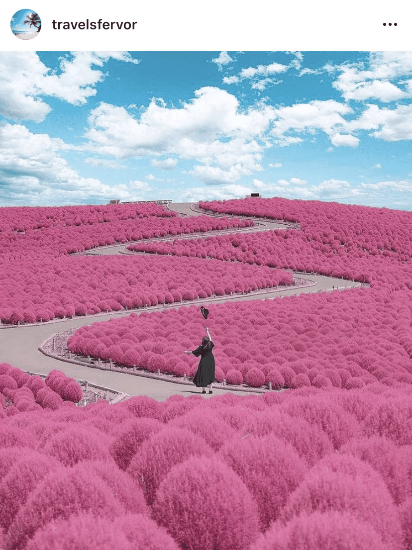 일본은 싫은데요 벚꽃은 너무 이쁘죠? 게시글 썸네일