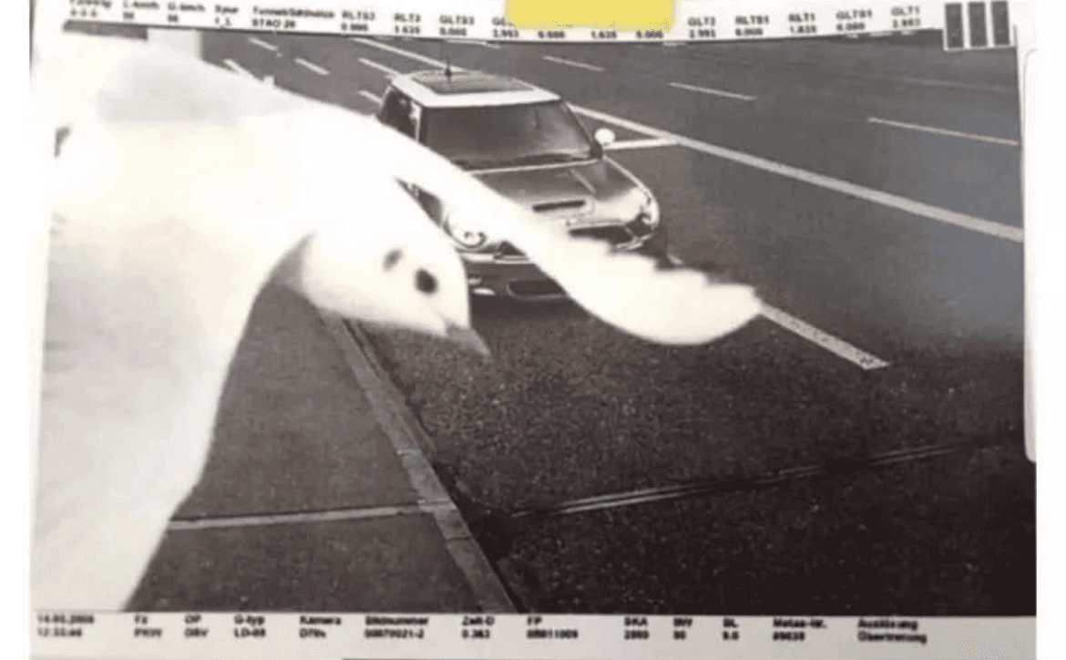 은혜갚은 갈매기 게시글 썸네일