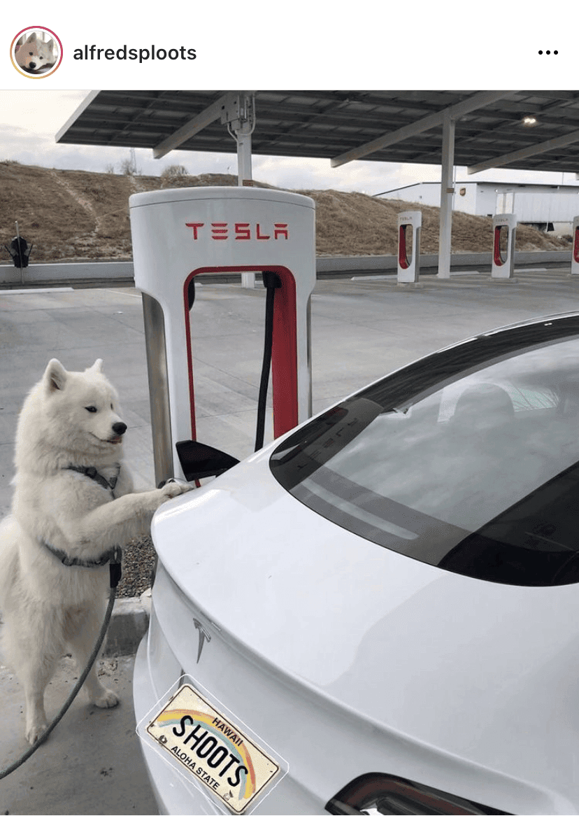 테슬라 살 때—충전해 주는 멍멍이 옵션 추가요 ?  게시글 썸네일