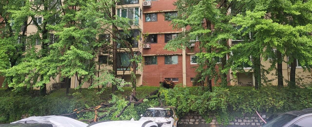 수해..😢 게시글 썸네일