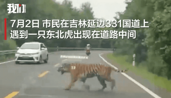 백두산 호랑이가 퇴근길 도로 난입 이왜진;;  게시글 썸네일