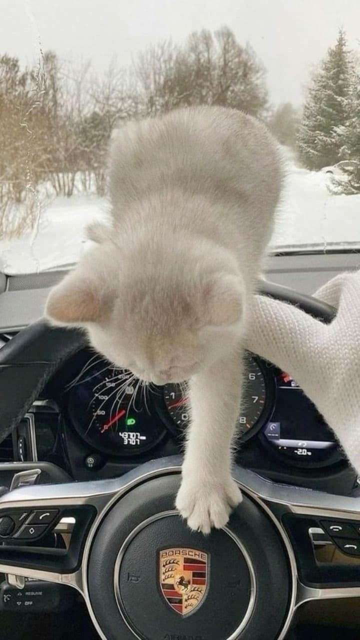 경부 서울-용인쪽은 왤케 제네시스 마이바흐가 많음? 게시글 썸네일