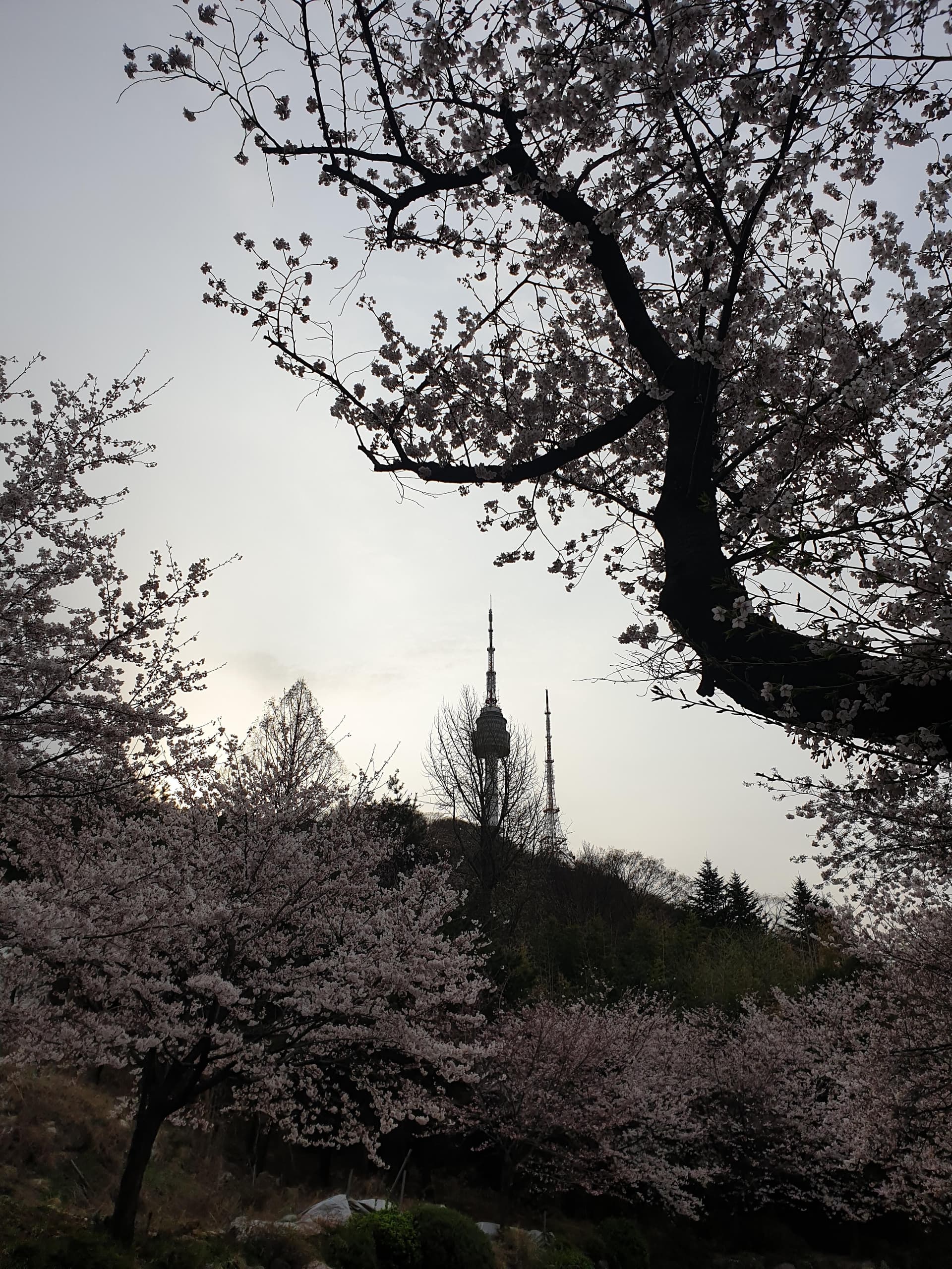 남산 꽃 구경 하세요~ 게시글 썸네일