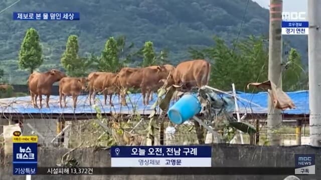 집중호우가 만들어낸 웃픈 광경 게시글 썸네일