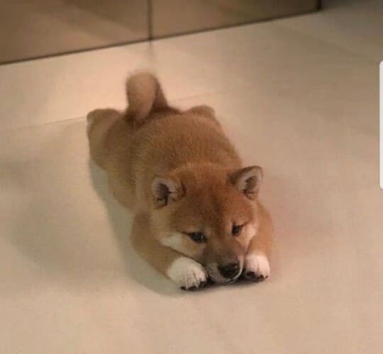 차대번호조회 부탁드려두 될까요?? 게시글 썸네일