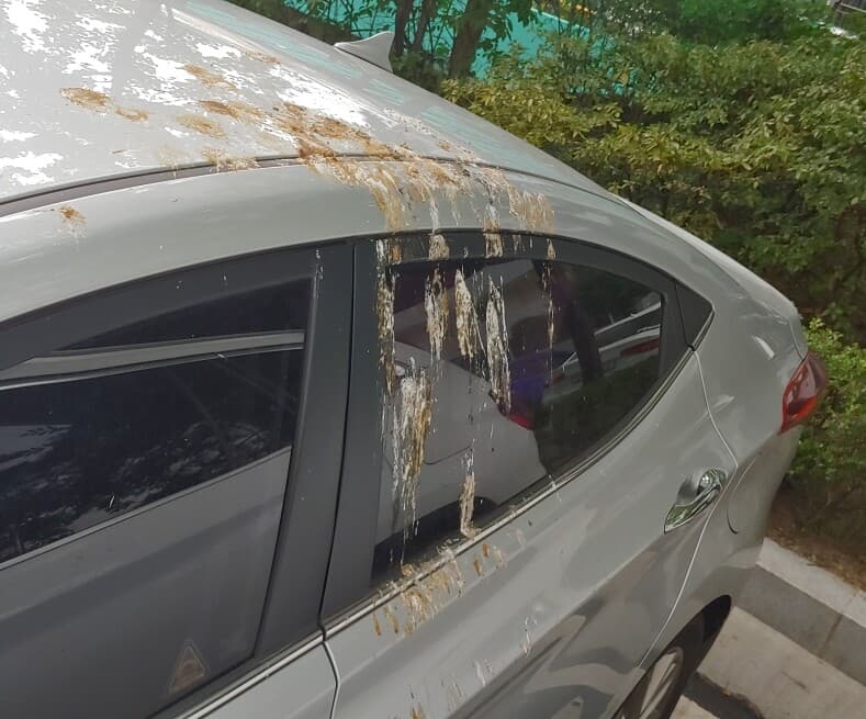 무자비한 새똥 융단 폭격 현장? 게시글 썸네일