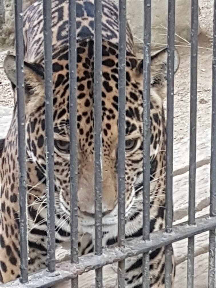 오늘 재규어 보고왔습니다. 게시글 썸네일