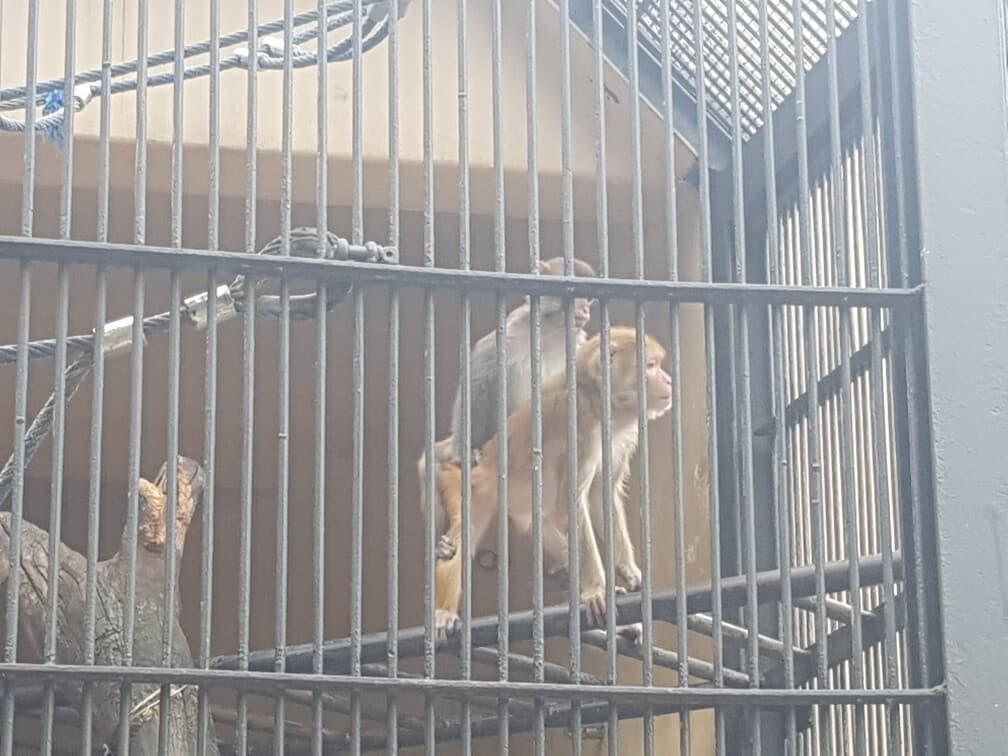 (비차량) 19금 원숭이... 게시글 썸네일