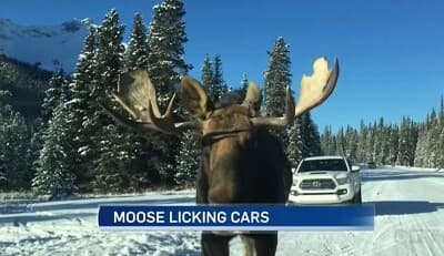 '사슴이 차를 핥지 못하게 하시오' 캐나다 경고사연 게시글 썸네일
