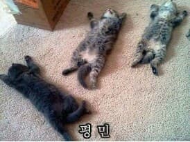 우스개) 은폐/엄폐 게시글 썸네일