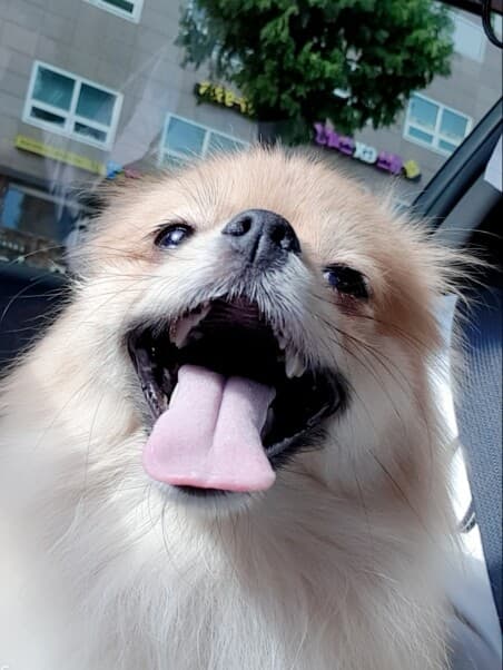 3시리즈 출고후 우리애들 시승기~~^^ ㅋㅋ 게시글 썸네일