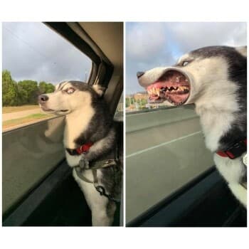 드라이빙 중인 개 게시글 썸네일