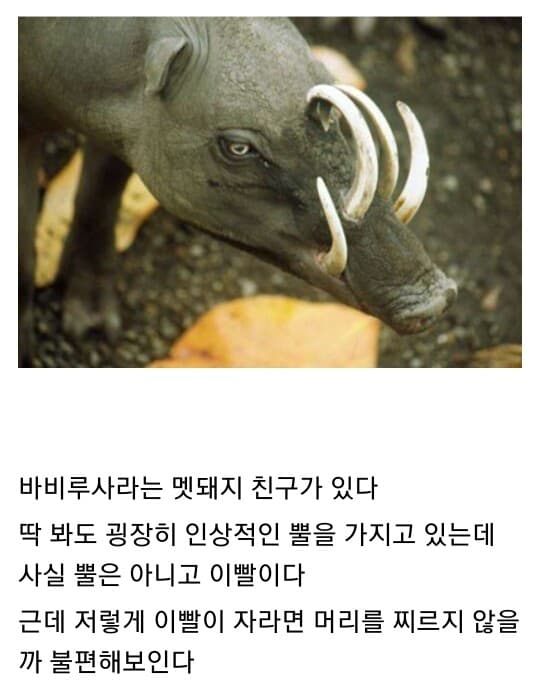 (웃펌) 꼬X의 저주를 받은 생물 게시글 썸네일