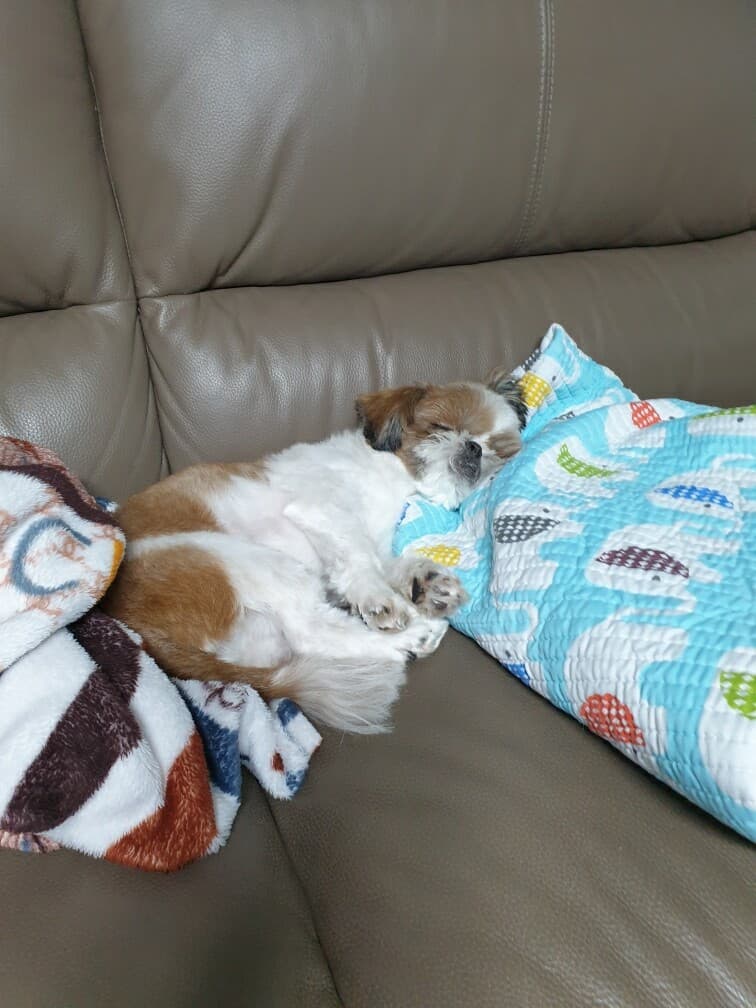 [비차량] 저희 집 반려견이에요~ 게시글 썸네일