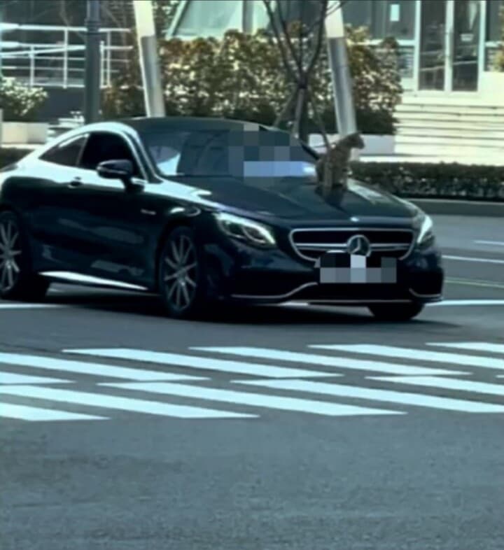 고양이 본넷 올리고 해운대 질주 게시글 썸네일