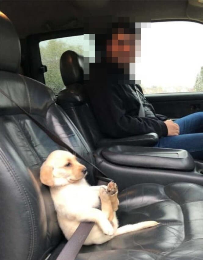 (귀욤)안전 벨트 한 강아지 게시글 썸네일