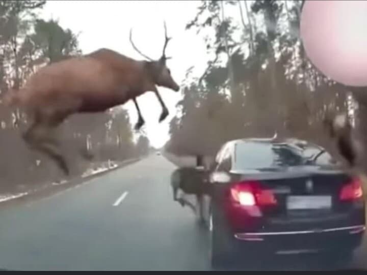 BMW  주행 중 사슴 10마리에게 테러? 게시글 썸네일